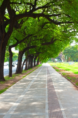 beautiful alley of the park with green treesの写真素材