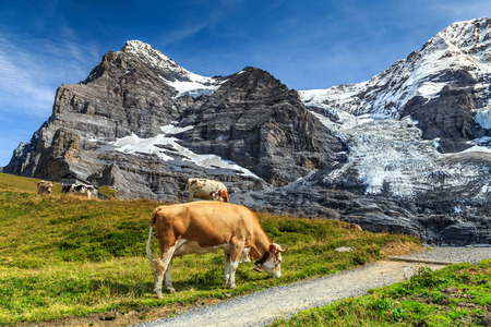 Cows grazing on a meadow and high snowy Eiger mountains with glaciers in background, near Kleine Scheidegg station,Bernese Oberland,Switzerland,Europeの写真素材