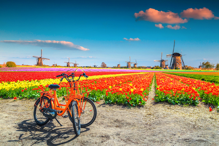 Wonderful travel and touristic destination. Spectacular colorful tulip fields with bicycles and traditional old dutch windmills in background, Kinderdijk, Netherlands, Europe