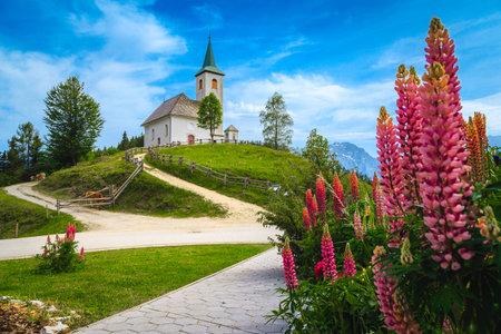 Amazing alpine rural landscape with lupine flowers, grazing cows and traditional cute chapel on the hill, Sveti Duh church, Kamnik Savinja Alps, Slovenia, Europeの写真素材
