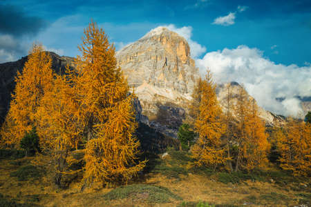 Majestic autumn alpine scenery with colorful larch forest and picturesque high mountains in background, Dolomites, Italy, Europeの写真素材