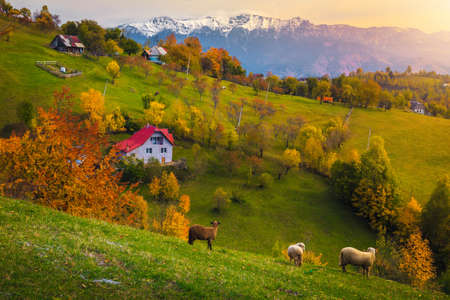 Idyllic autumn countryside landscape with grazing sheeps and snowy mountains in background. Colorful deciduous trees on the hills at sunset, Magura village near Brasov, Transylvania, Romania, Europeの写真素材