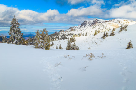Beautiful sunny winter landscape and snowy mountains with snow covered pine trees, Ciucas mountains, Carpathians, Transylvania, Romania, Europeの写真素材