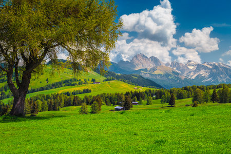 Wonderful alpine spring scenery with flowery green fields and pine forest on the hills, Alpe di Siusi, Dolomites, Italy, Europeの写真素材