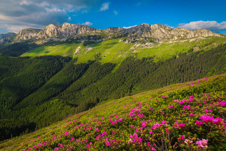 Magical summer scenery, spectacular colorful pink rhododendron mountain flowers on the hills in...