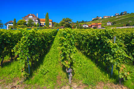 Admirable gardens and terraced vineyards on the hills, Rivaz, Canton of Vaud, Switzerland, Europeの写真素材