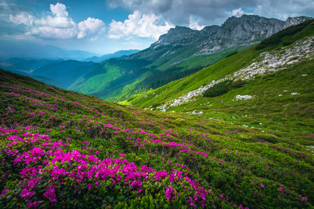 Amazing nature scenery, flowering colorful fragrant pink rhododendron mountain flowers on the slopes, Bucegi mountains, Carpathians, Transylvania, Romania, Europeの写真素材
