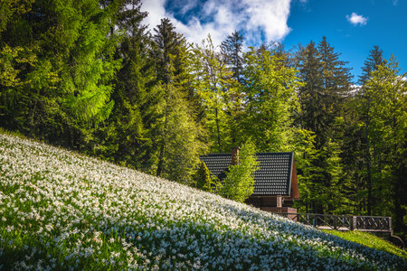 Stunning place with blooming white daffodil flowers on the slope. Spectacular seasonal flowering landscape with fragrant daffodils and wooden log house on the hill, Jesenice, Slovenia, Europeの写真素材
