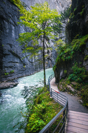 Famous hiking pathway in the Aare gorge. Amazing scenery with mountain river and lonely tree in the deep gorge, Meiringen, Switzerland, Europeの写真素材