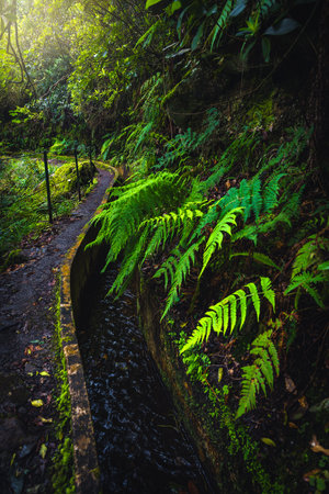Amazing narrow levada hiking trail with water canal and spectacular fresh ferns in the green forest. Levada do Furado trail, Madeira Island, Portugal, Europeの写真素材