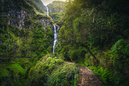 Picturesque narrow levada hiking trail with fresh ferns in the tropical green forest and famous Risco waterfall in background. Levada do Risco trail, Madeira Island, Portugal, Europeの写真素材