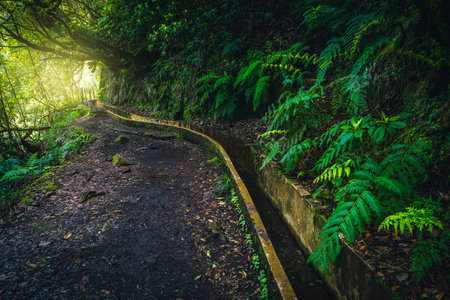 Picturesque narrow levada hiking trail with water canal and beautiful fresh ferns in the green...