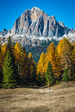 Magnificent autumn alpine landscape with colorful forest and beautiful yellow larch trees. Colorful forest and beautiful Tofana di Rozes mountain peak in background, Dolomites, Italy, Europeの写真素材