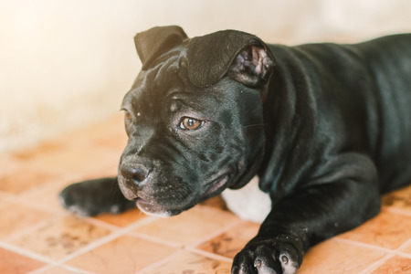 Cute puppy Bully dog on blur background.の写真素材