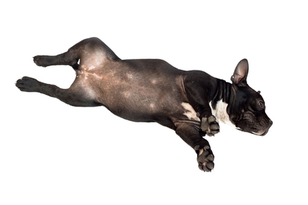 Cute puppy Bully dog on White background.の写真素材
