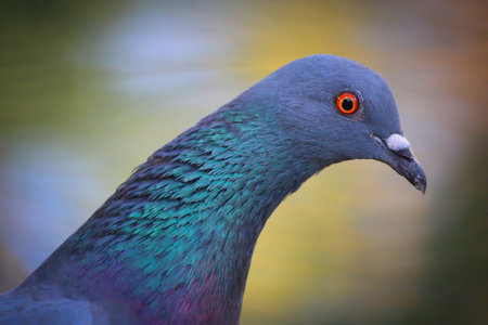 pigeon