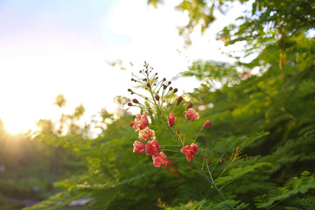 Royal Poincianaの写真素材