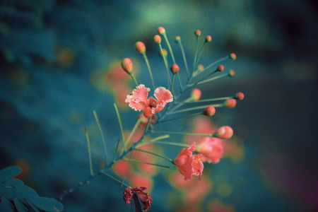 Royal Poincianaの写真素材