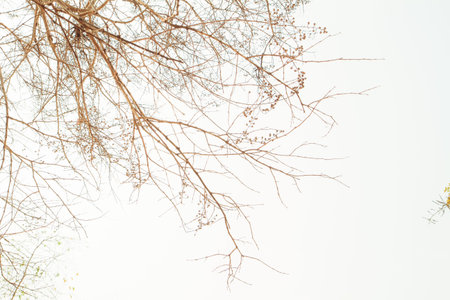 vintage branch