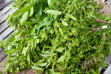 Azadirachta indica A. Juss. Var. Siamensis Valeton with chilli and Garlicの写真素材