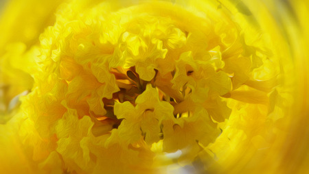 Tabebuia aureaの写真素材