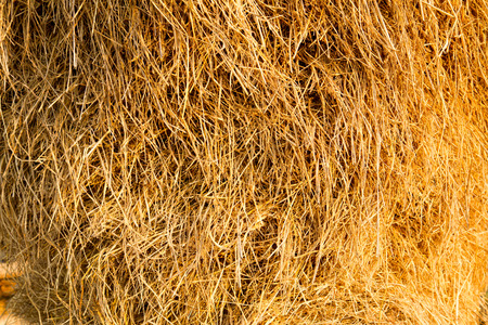 Yellow straw farm texture backgroundの写真素材