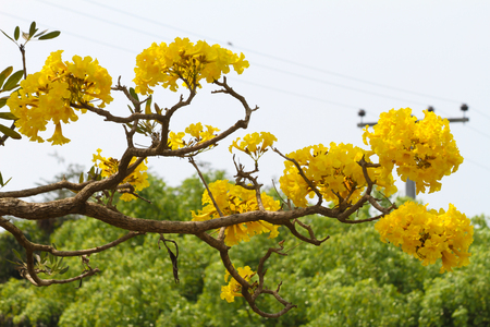 Tabebuia aureaの写真素材
