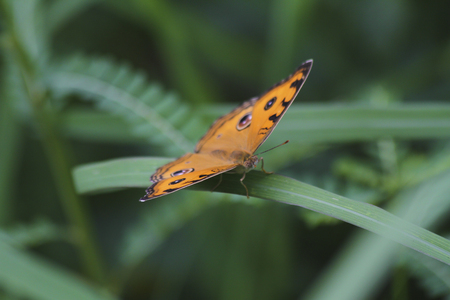 Closeup butterfly on the green leafの写真素材
