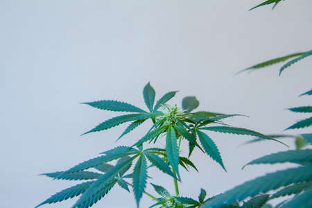 Mature Marijuana Plant with Bud and Leaves. Texture of Marijuana Plants at Indoor Cannabis Farm. Cannabis Plants Growing Indoor with Big Marijuana Budsの写真素材