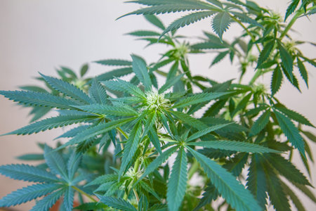 Mature Marijuana Plant with Bud and Leaves. Texture of Marijuana Plants at Indoor Cannabis Farm....