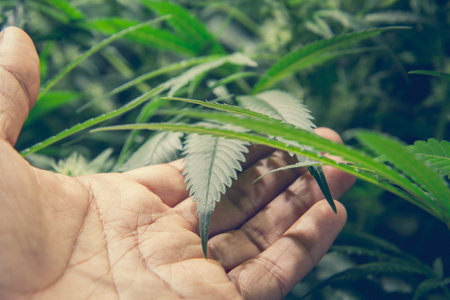 Mature Marijuana Plant with Bud and Leaves. Texture of Marijuana Plants at Indoor Cannabis Farm. Cannabis Plants Growing Indoor with Big Marijuana Budsの写真素材