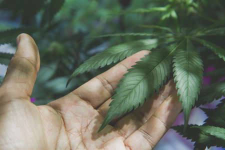 Mature Marijuana Plant with Bud and Leaves. Texture of Marijuana Plants at Indoor Cannabis Farm. Cannabis Plants Growing Indoor with Big Marijuana Budsの写真素材