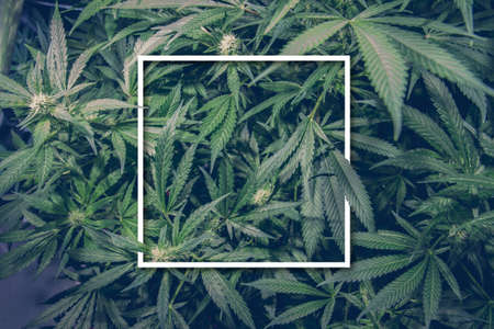 Mature Marijuana Plant with Bud and Leaves. Texture of Marijuana Plants at Indoor Cannabis Farm. Cannabis Plants Growing Indoor with Big Marijuana Budsの写真素材
