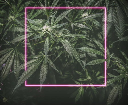 Mature Marijuana Plant with Bud and Leaves. Texture of Marijuana Plants at Indoor Cannabis Farm....
