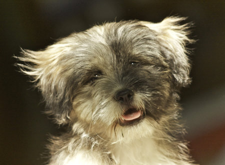 Cute puppyの写真素材