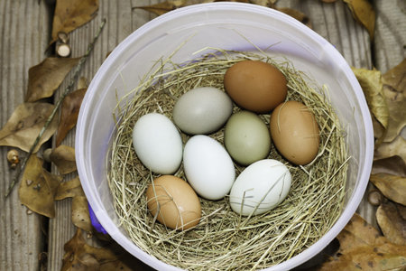 Organic Eggs in a basket showing healthy eating