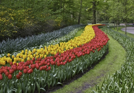 A colorful row of Tulips in Hollandの写真素材