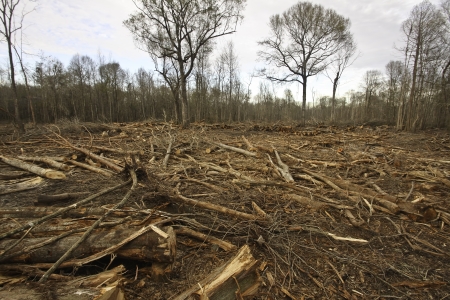 Lumber Harvestingの写真素材