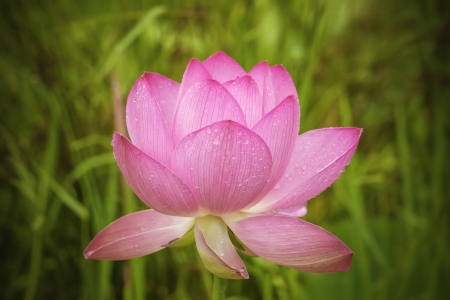 Pink flowerの写真素材
