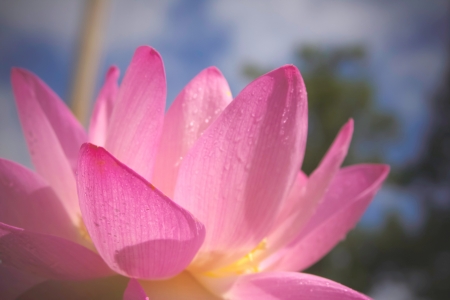 Pink water lily with blue sky backgroundの写真素材