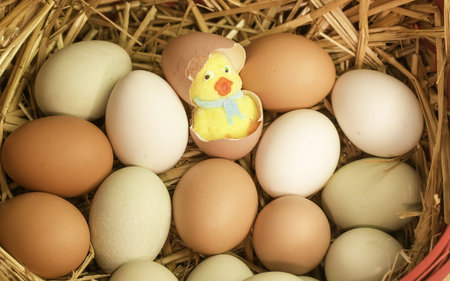 Hatching chicken
