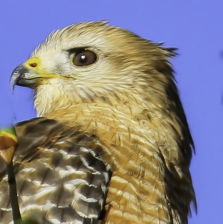 Eye of the Hawkの写真素材
