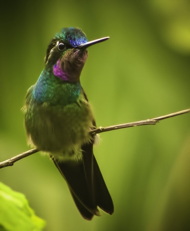 Colorful Coasta Rican Birdの写真素材