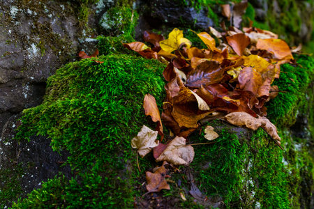 Kamyanitsa, Ukraine - October 27, 2016: The fallen autumn leaves on the green moss among the rocks.の写真素材