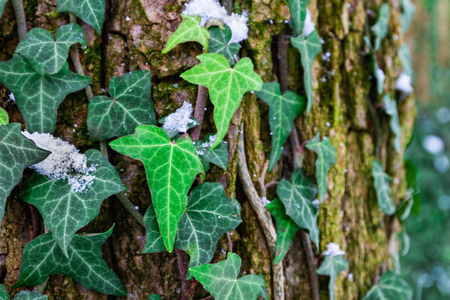 Green ivy leaves on a tree trunk among snow.の写真素材