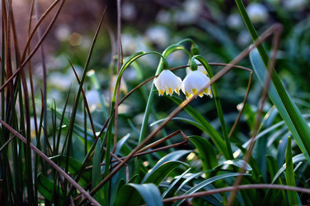 Beautiful blooming snowdrops in a forest clearing in the Carpathians in the sunlight at sunset.の写真素材