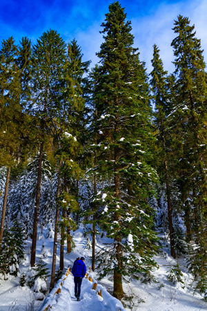 Synevyr, Ukraine - January 28, 2017: Tourists walk through the snow-covered bridge in winter Carpathian coniferous forests.のeditorial素材