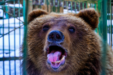 Portrait of a female of brown bear awake in winter.