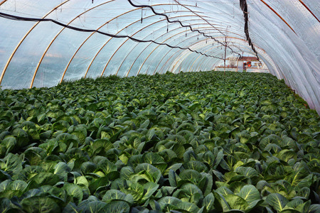 Zarechye, Ukraine - April 19, 2012: A greenhouse with early cabbage on a plot of one with local farmers in the village of Zarechye.のeditorial素材