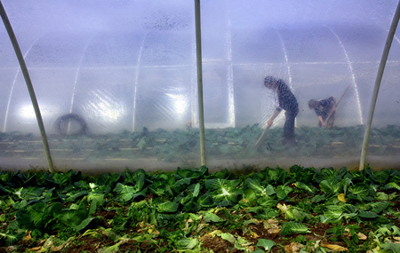 Zarechye, Ukraine - April 19, 2012: Local farmers work in the greenhouse on the plantations of early cabbage during field work in the springtime.のeditorial素材